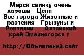 Марск свинку очень хароши › Цена ­ 2 000 - Все города Животные и растения » Грызуны и Рептилии   . Алтайский край,Змеиногорск г.